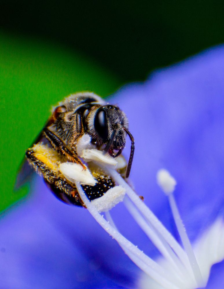 Photograph by Dewindu H. Fernando