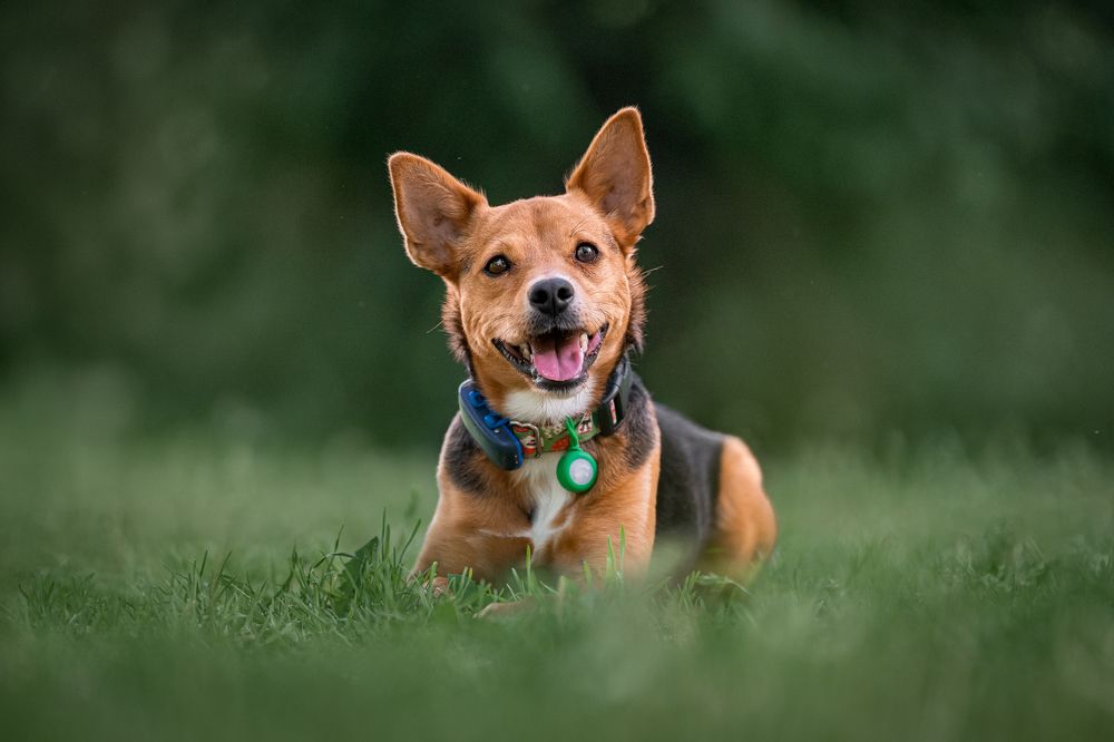 Фотография автора Krisztián Csalami