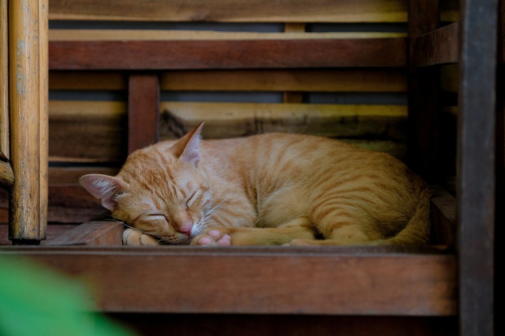 Photograph by Ngọc Phú Nguyễn