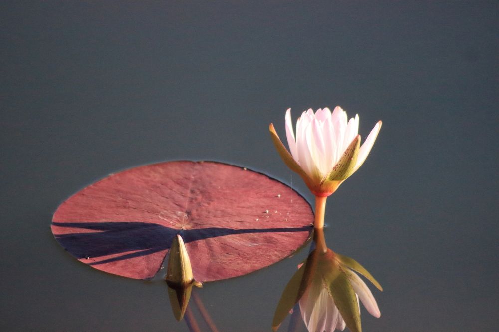 Фотография автора Nico Ebersohn