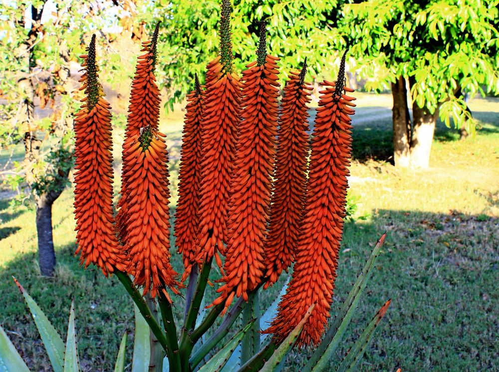 Фотография автора Nico Ebersohn