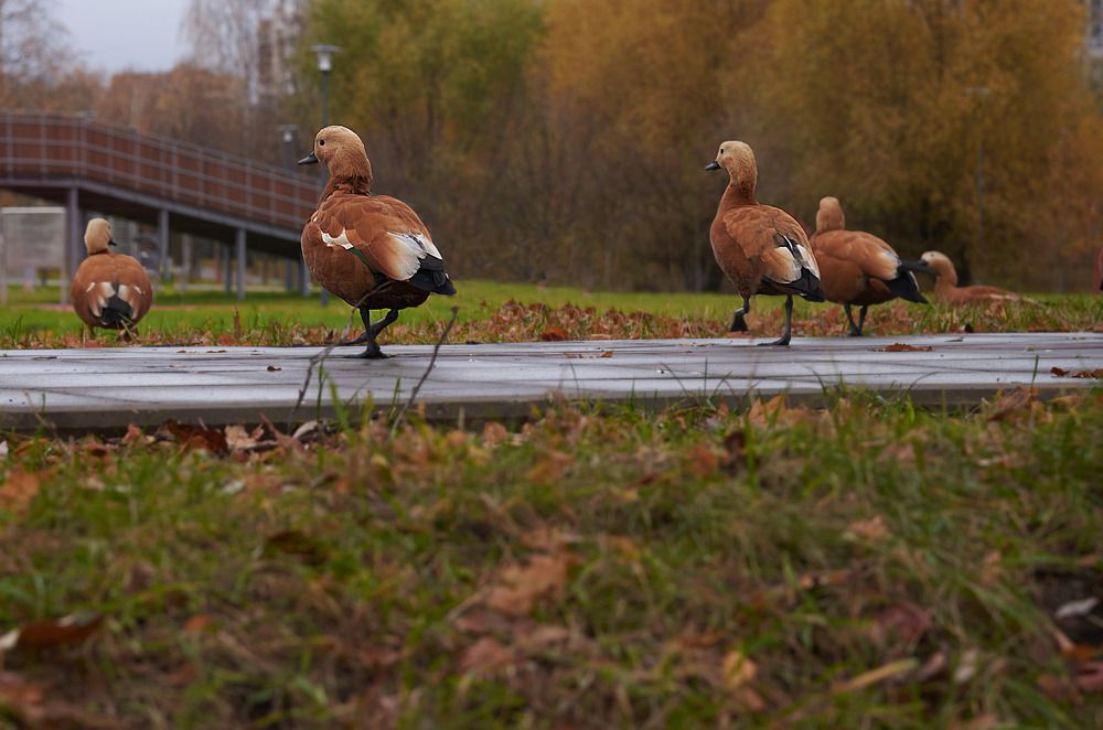 Photograph by Марина Кузьмина