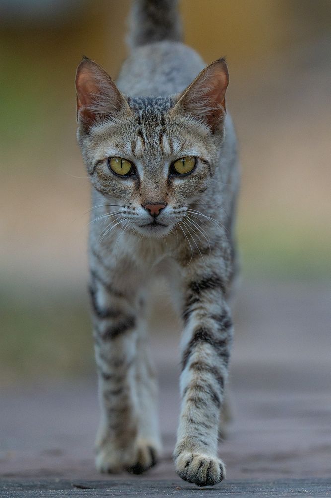 Photograph by Abhishek Kumar