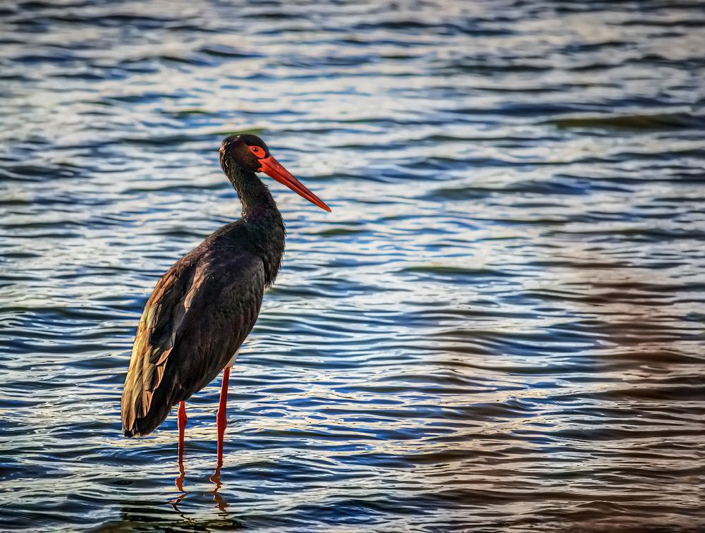 Photograph by Марина Ческис