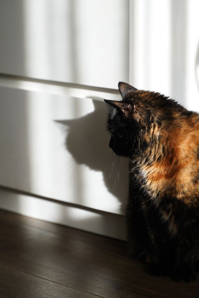 Я и моя тень