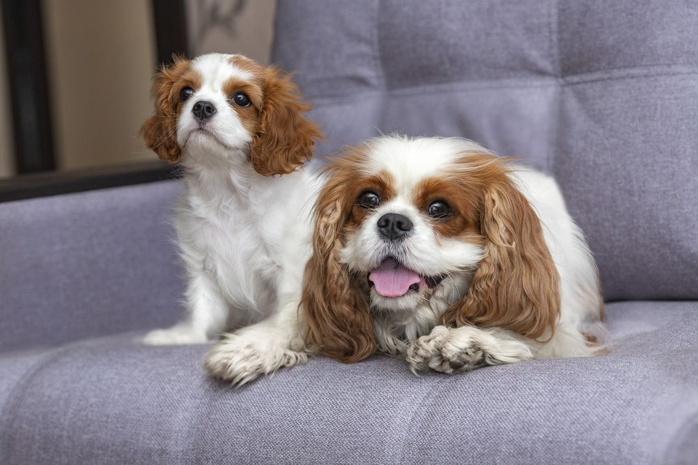 На мягком диване