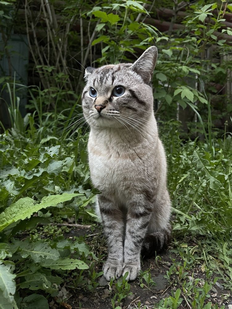 Голубые глаза