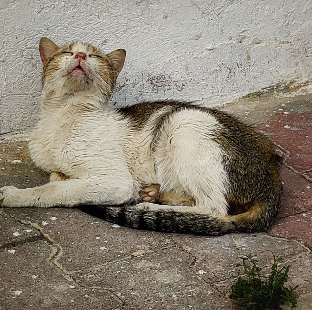 Фотография автора Yacine Meksi