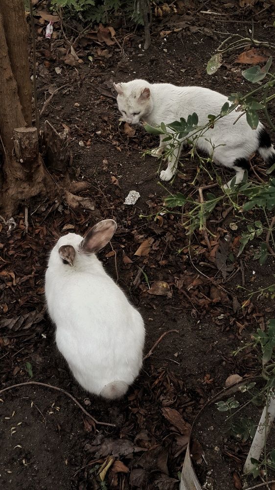 Фотография автора Yacine Meksi