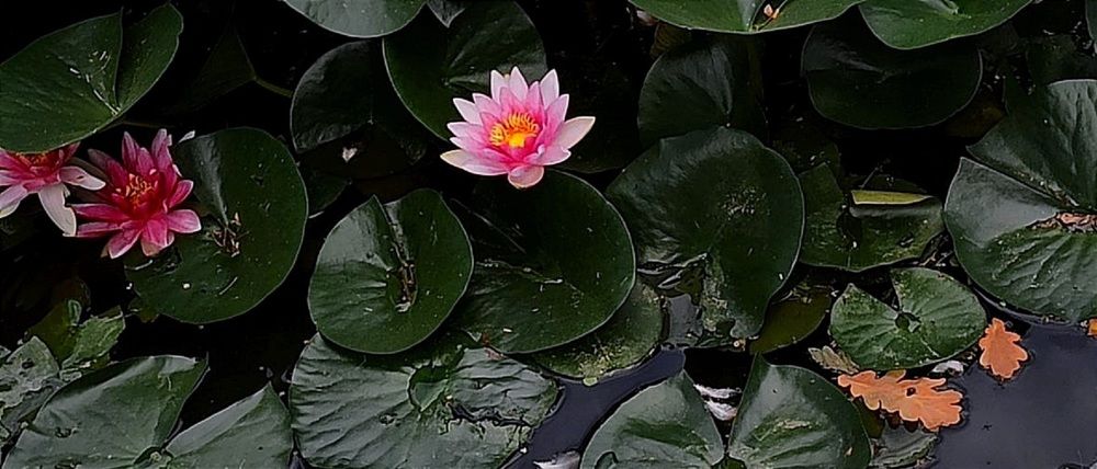 Photograph by анна