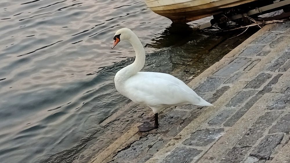 Photograph by Людмила Викулова