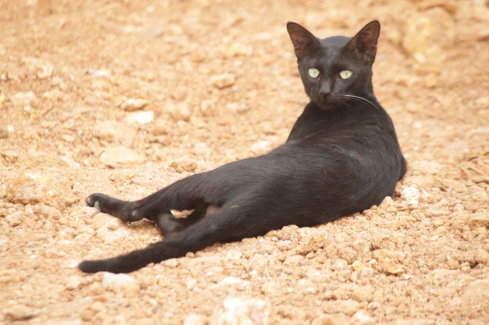 Photograph by Sudhakaran Kookiri