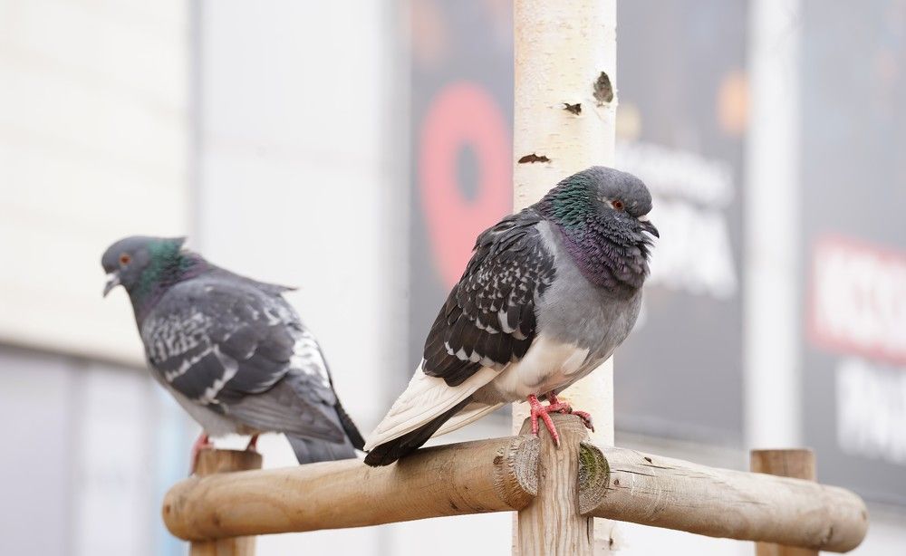 Photograph by jelena konickaja