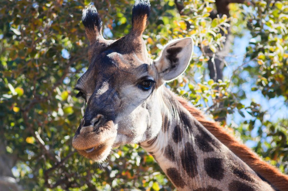 Фотография автора Nico Ebersohn