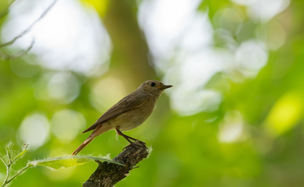 Photograph by Альварис Сукманюк