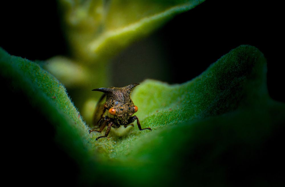 Photograph by Dewindu H. Fernando