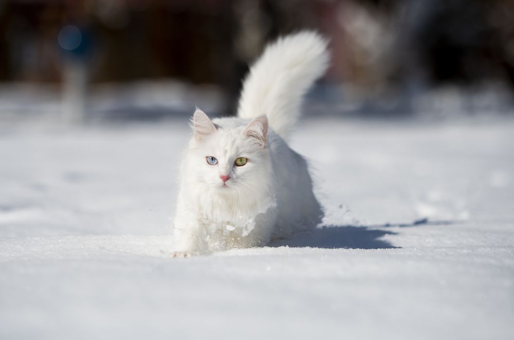 Photograph by Murat Doğan