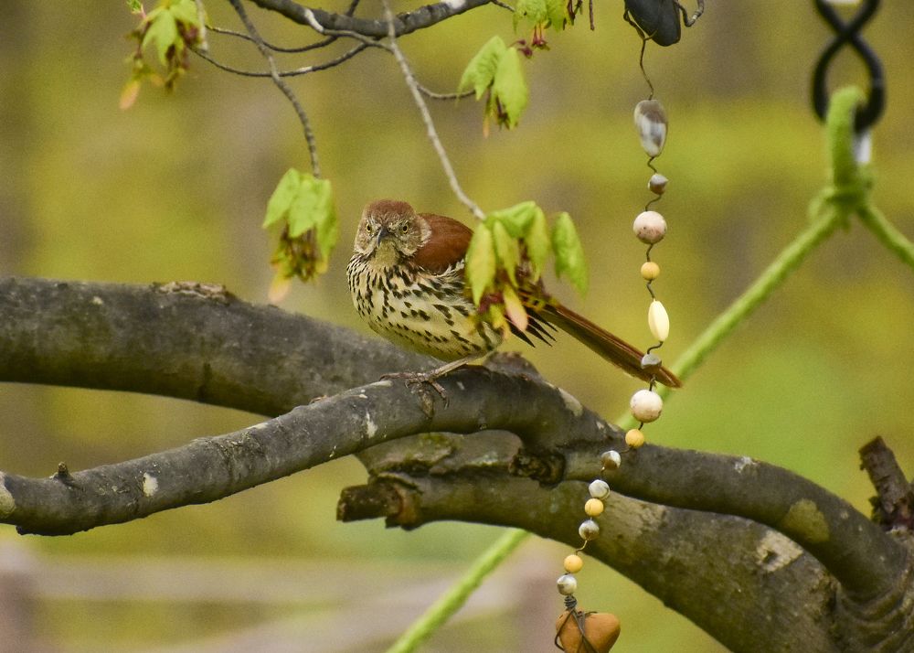 Photograph by Carla Rodrigues