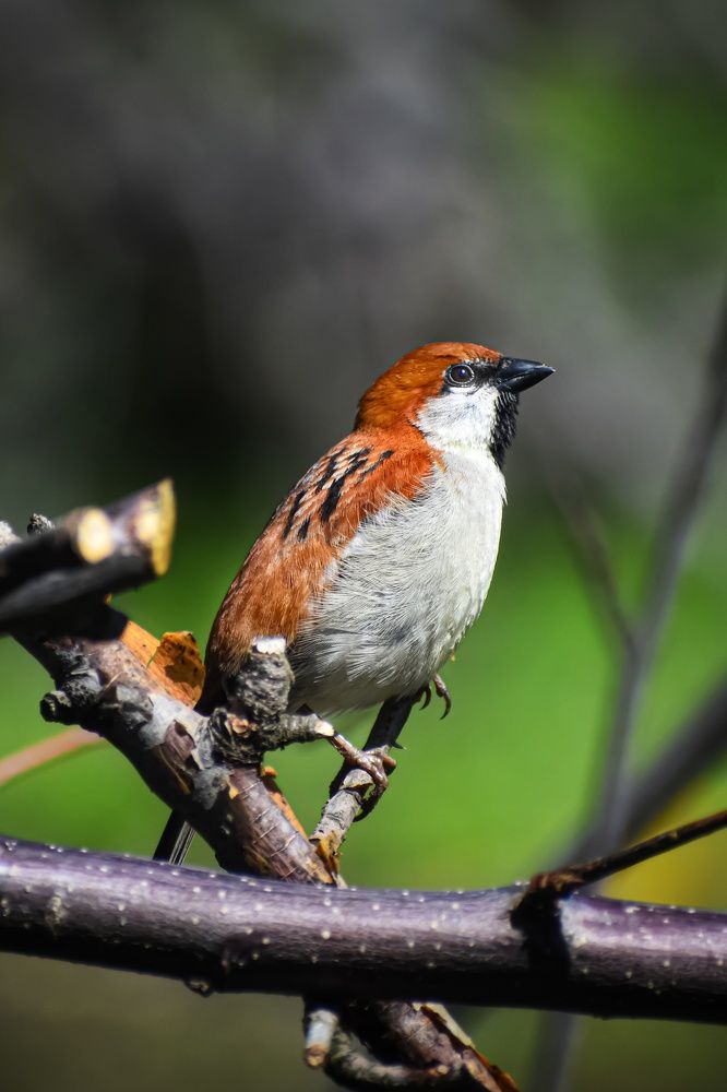 Photograph by Subrata Das