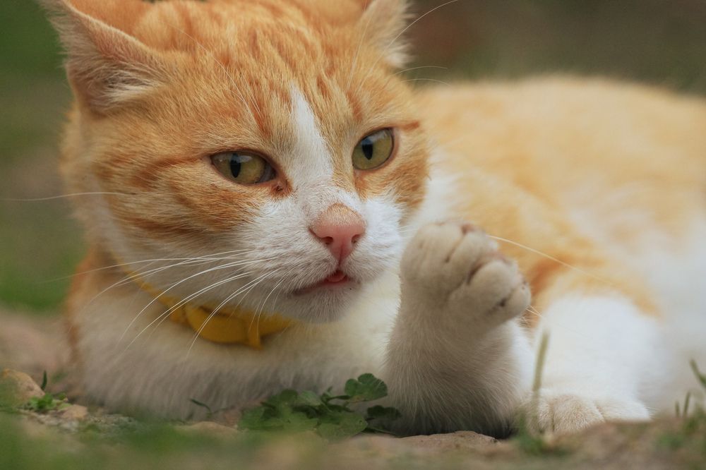 Photograph by Ангелина Высочина