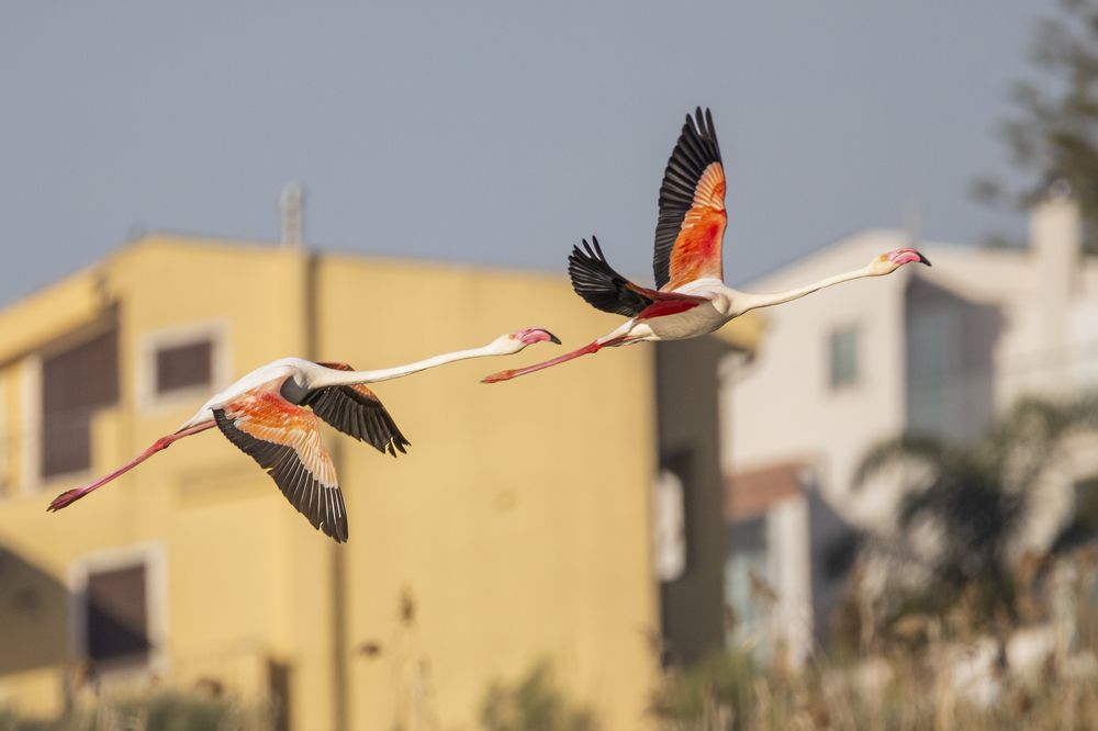 Photograph by Vincenzo Miconi