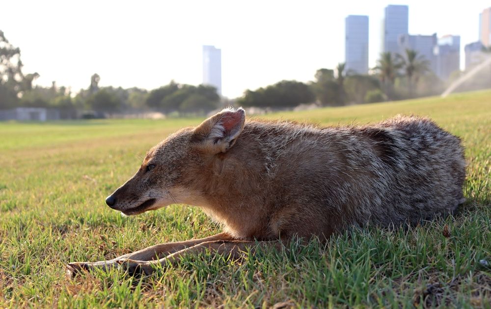 -Золотой шакал...Golden jackal...