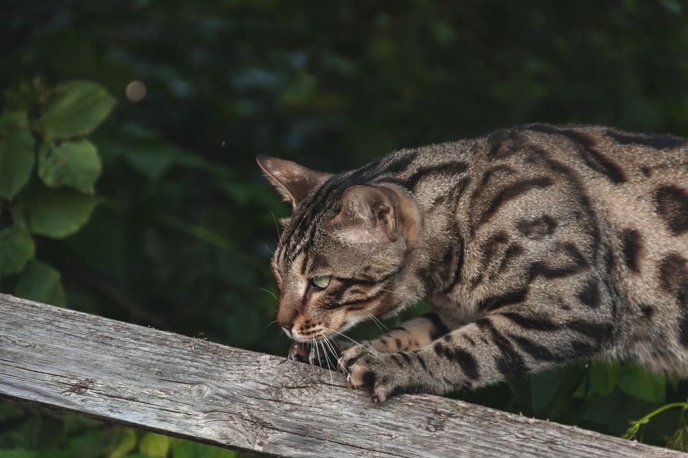Фотография автора Артём Пышкин