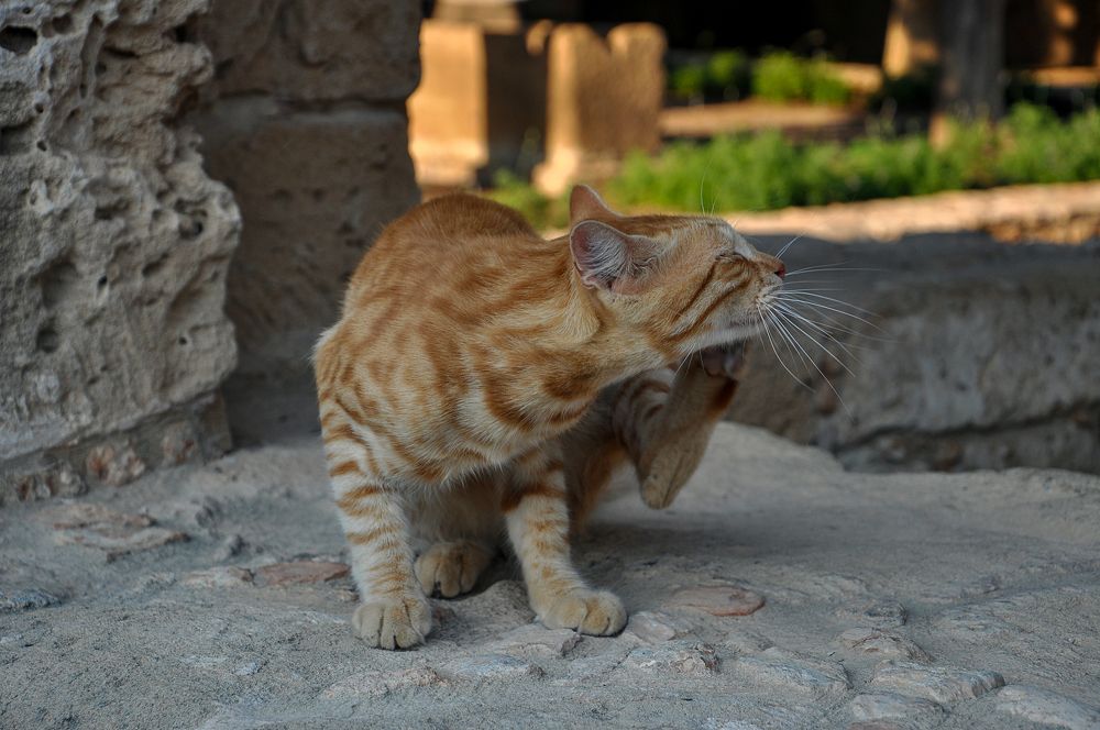 Photograph by Александр Поцелуев