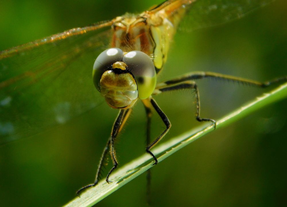 Photograph by Сергей Чеченов