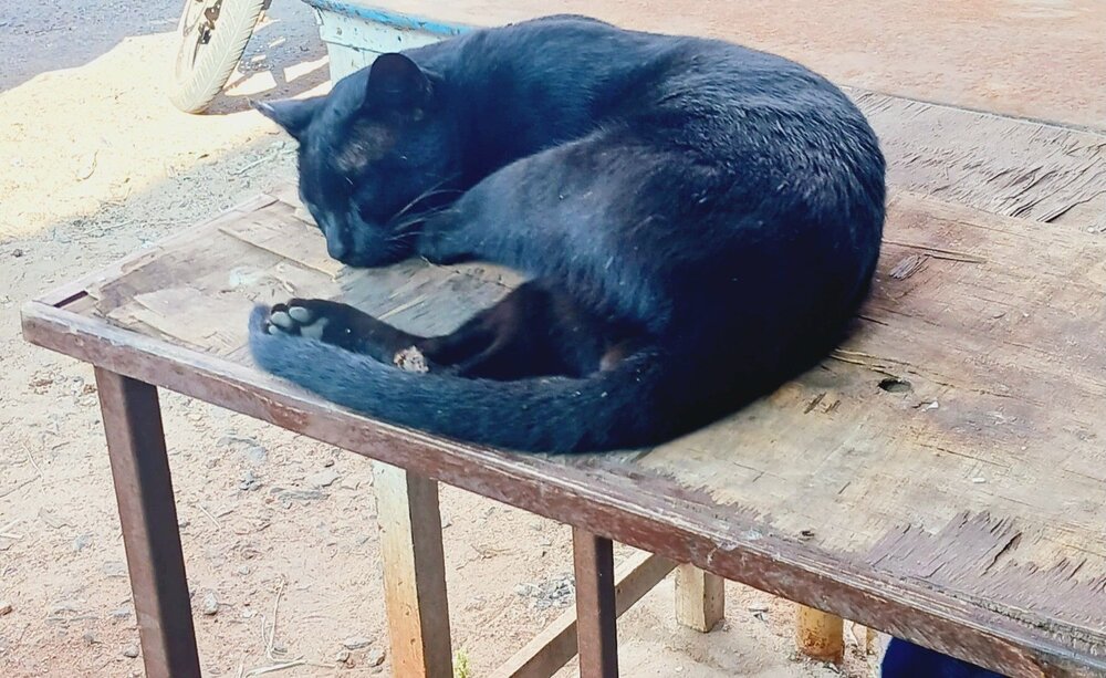 SLEEPING BLACK CAT
