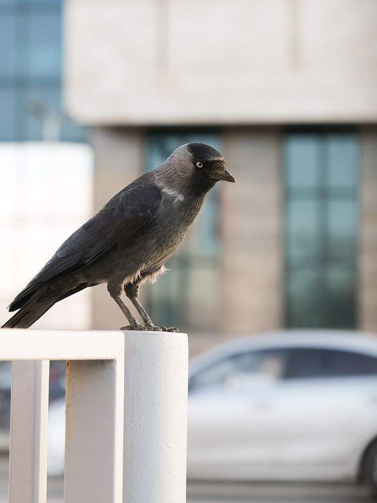 Фотография автора Александр Высоцкий