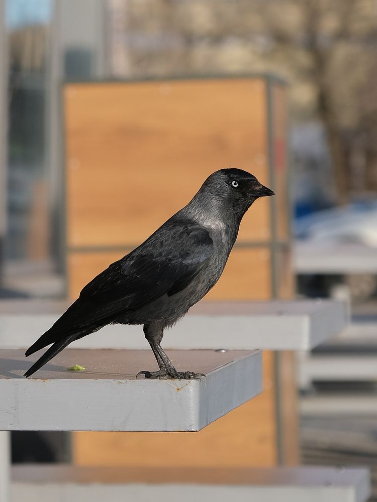 Фотография автора Александр Высоцкий