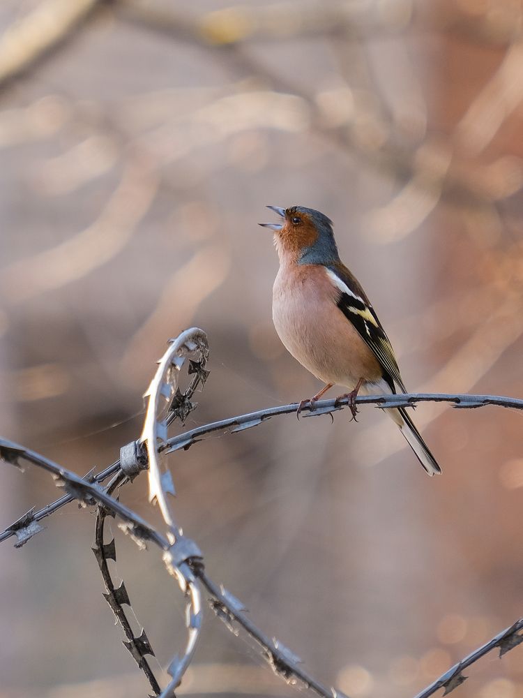 Фотография автора Александр Высоцкий