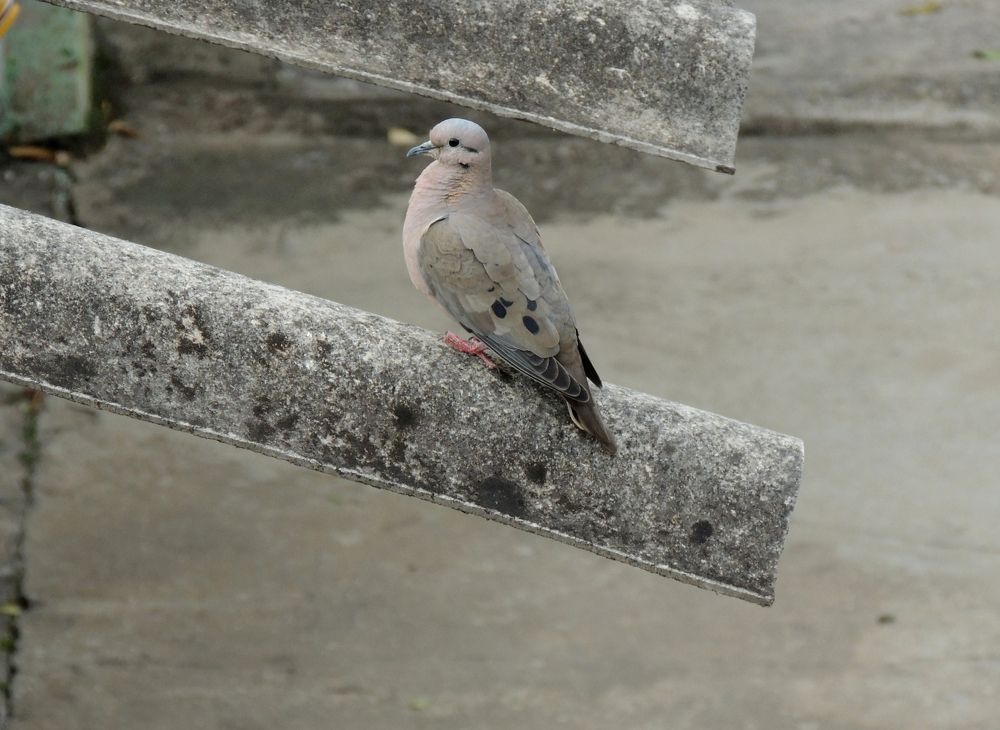 Photograph by Mônica Rodrigues