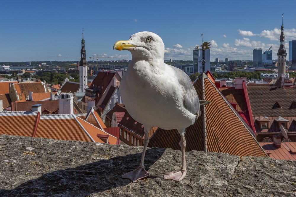 Фотография автора Анатолий