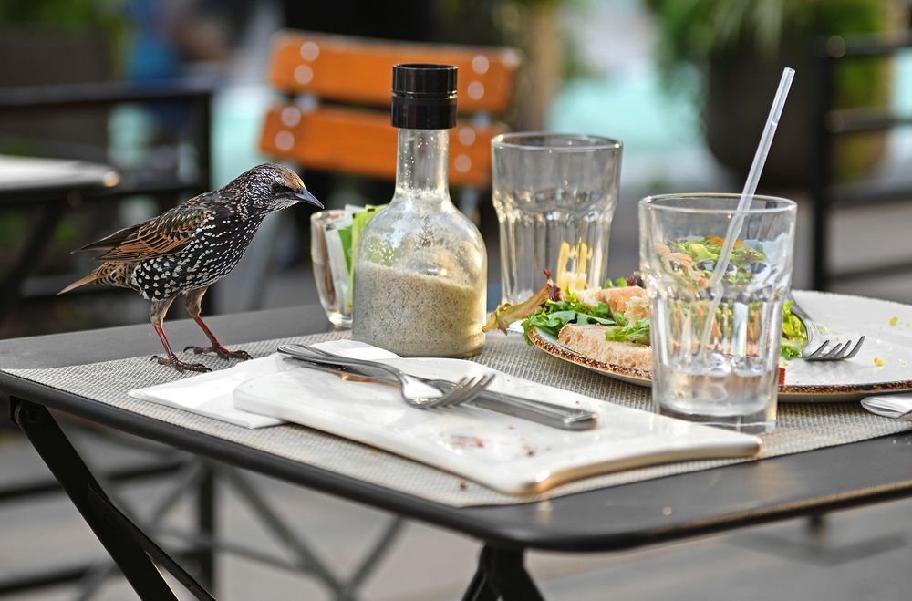 Обед скворца