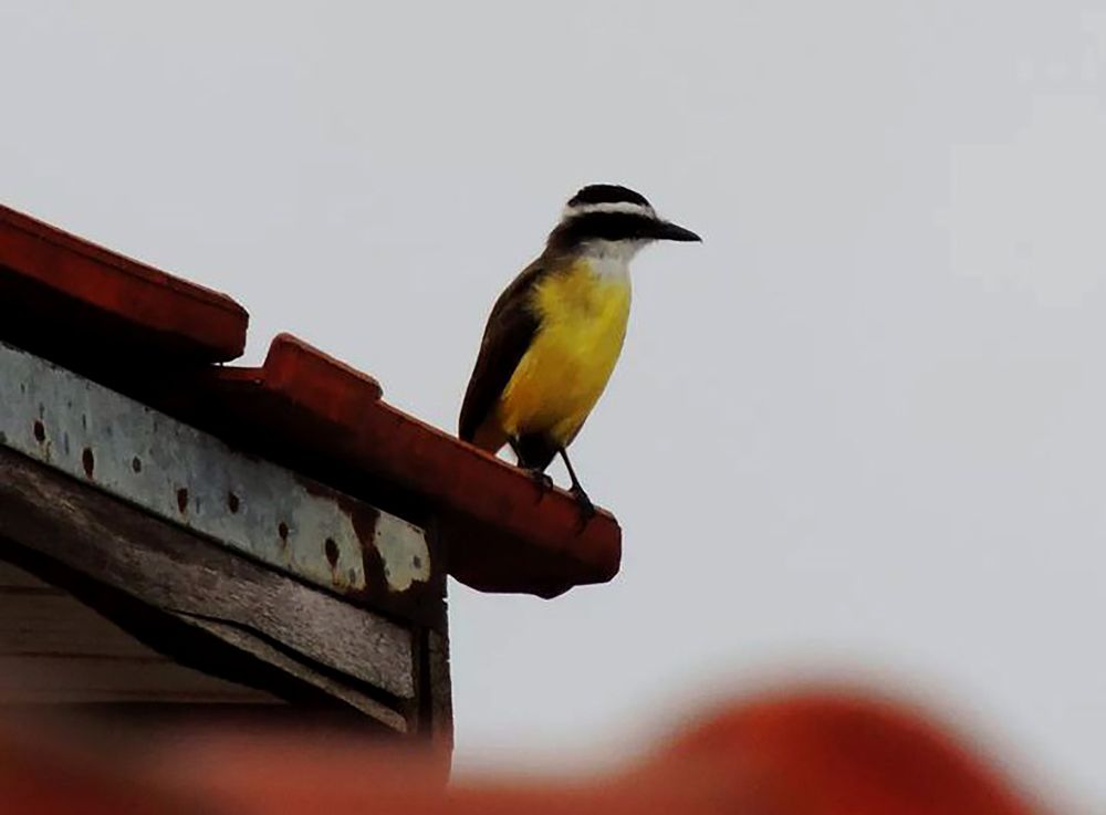 Photograph by Mônica Rodrigues