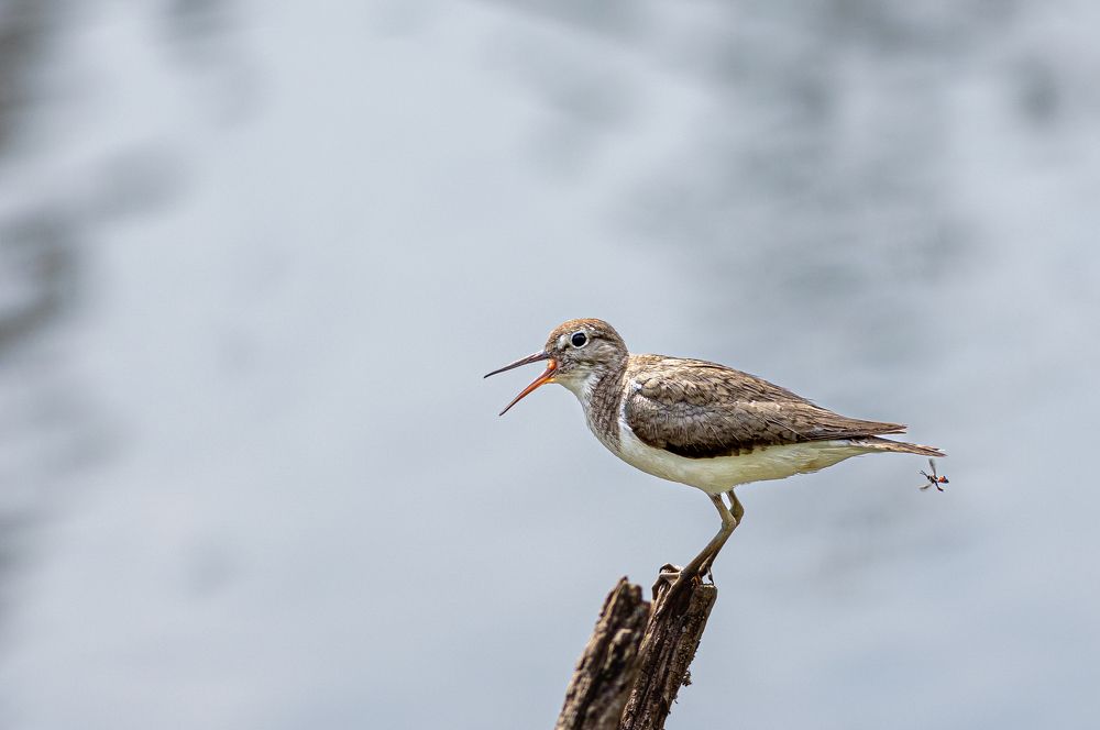 Photograph by Алексей Широбоков