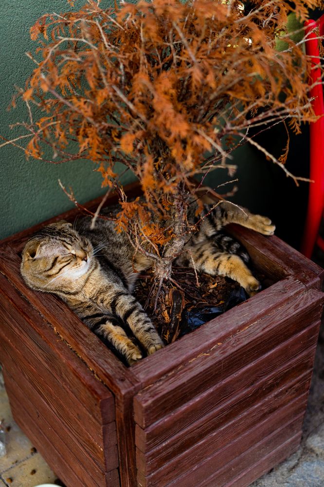 Photograph by Елена Осокина