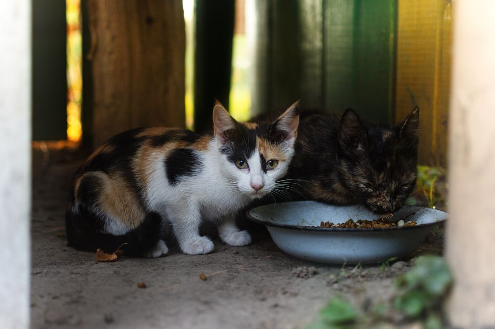 Photograph by Евгений Адуцкевич