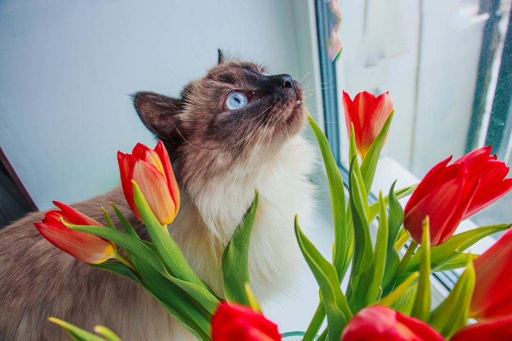 Фотография автора Настя Салтыкова