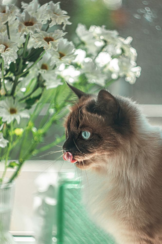 Фотография автора Настя Салтыкова