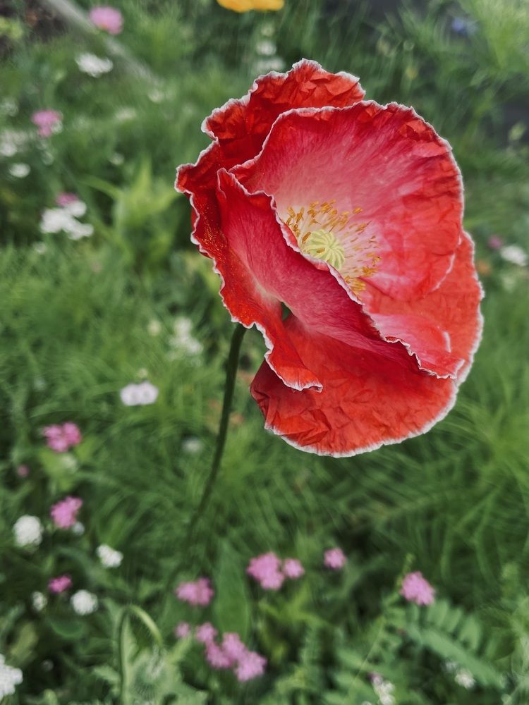 Фотография автора Olga Andriuc