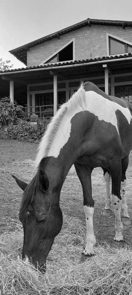 Photograph by CRINALDO REIS