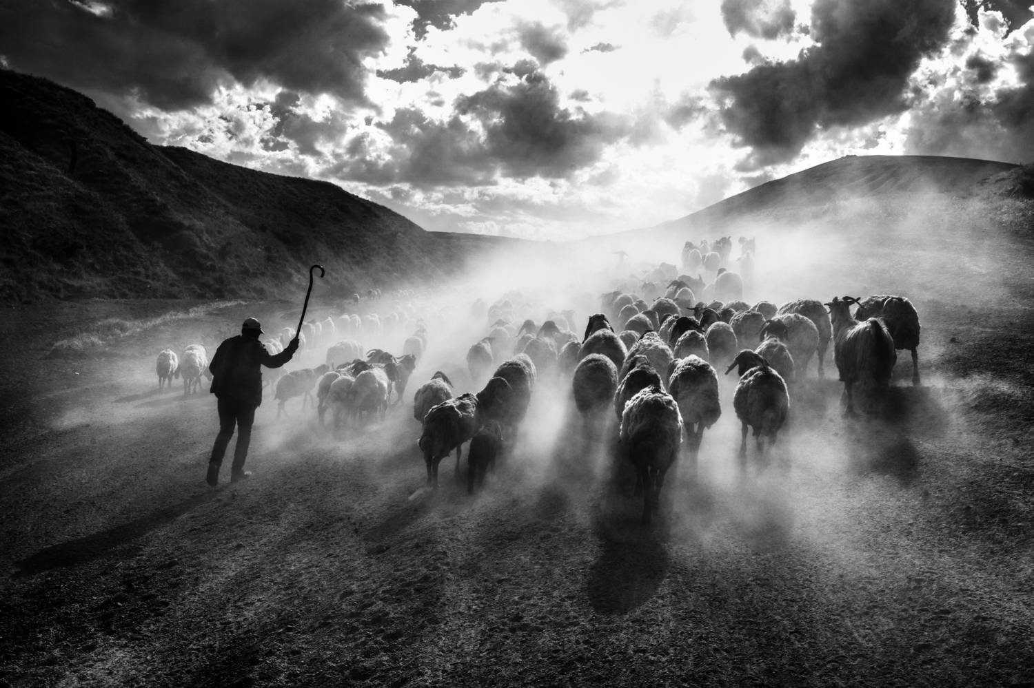 çoban ve sürüsü