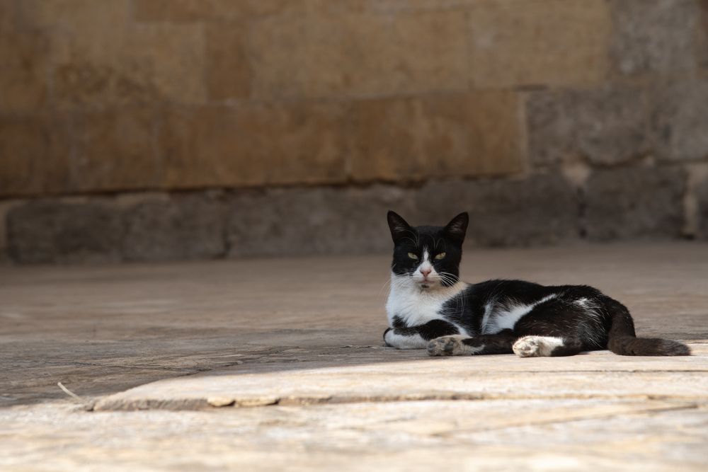 Photograph by Moataz Helmy