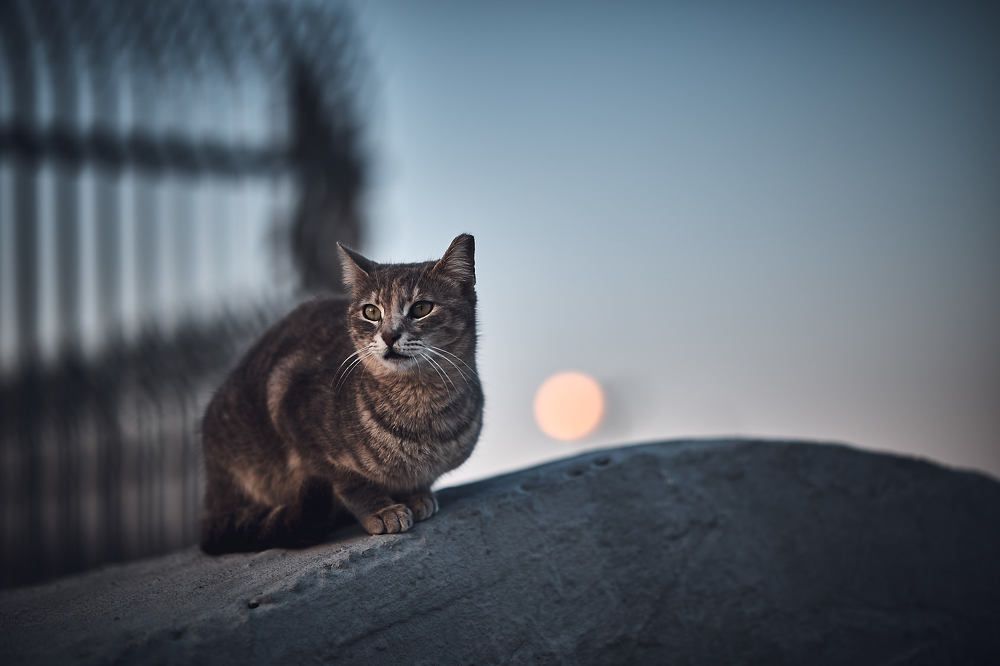 Photograph by Безбородов Георгий