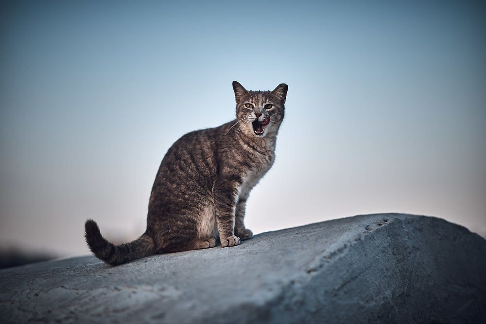 Photograph by Безбородов Георгий