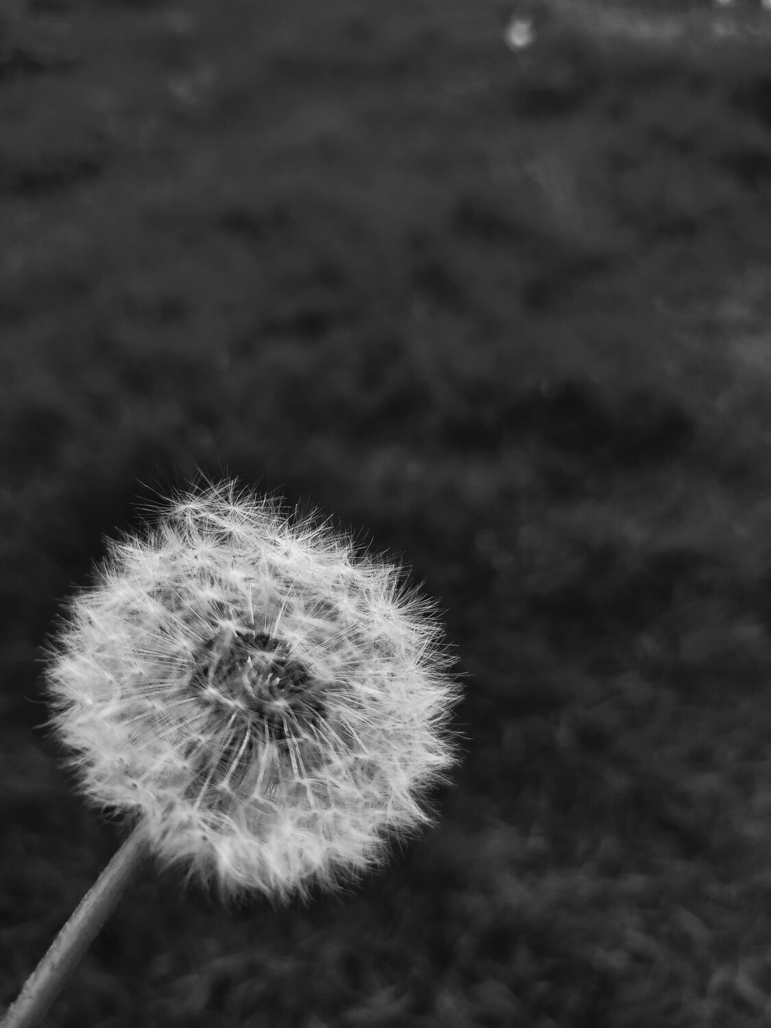 Photo #10815473