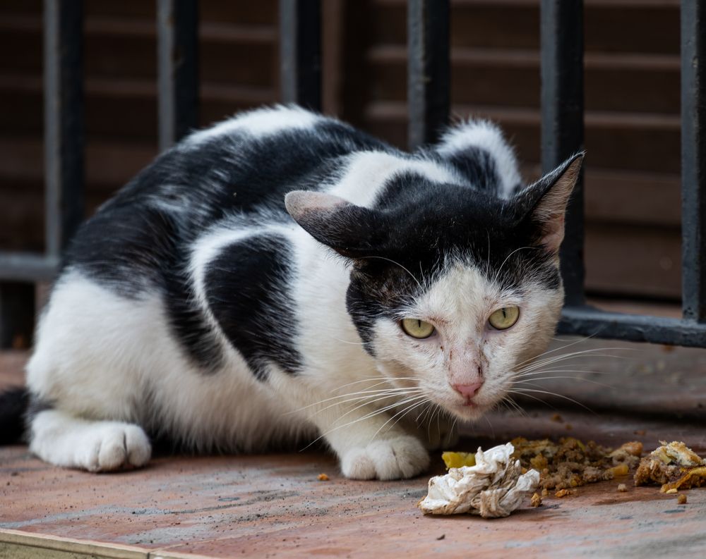 Photograph by Otto Acosta